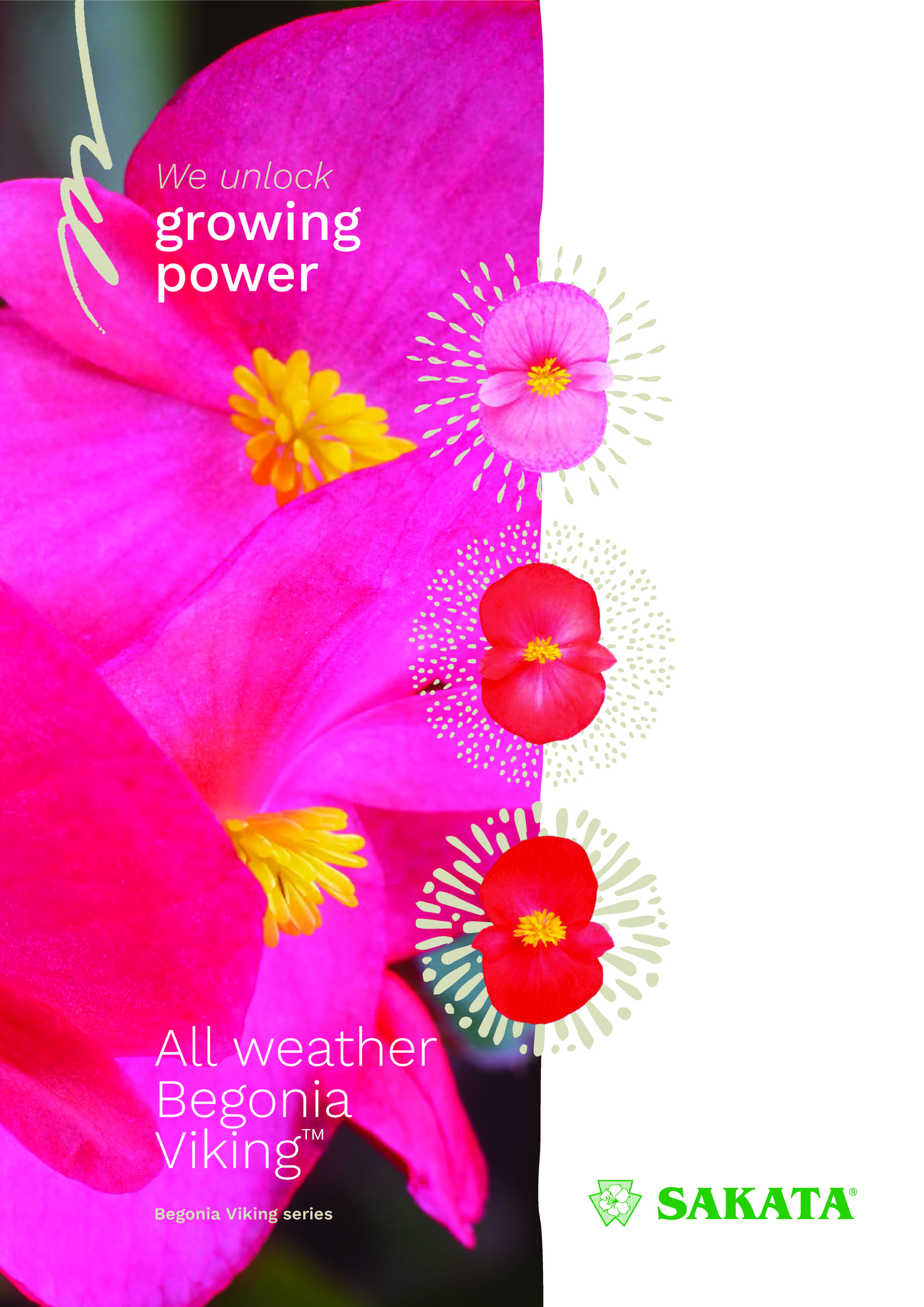 Sakata Begonia Viking 2025_logo